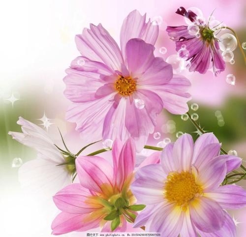 11.家庭感情是一棵树，每个人都是它的根，让它吸收养分并永远保持年轻；