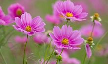 描写远方亲情的句子