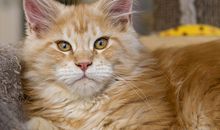 描写小猫的句子