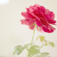 11.家庭感情是团圆时的无限幸福，为您的和平与回归而幸福。