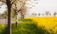 形容亲情和家的句子