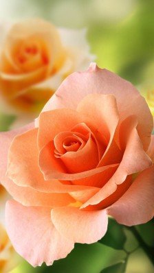 12.亲情是倾斜的吉他。爱越深，爱就越能打动你的心弦。