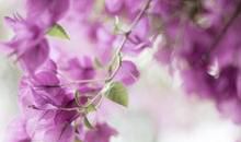 亲情胜过一切句子