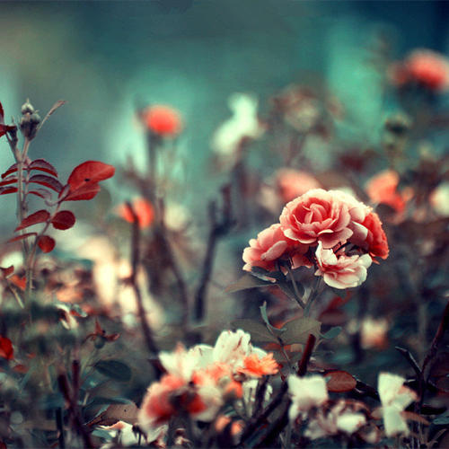 11.家庭感情不是来自像爱情这样的两个感情的喜悦，也不是像友谊那样具有共同的需求。它与我们的血液联系在一起，并始终与我们的生活联系在一起。