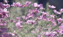 作家描写亲情的句子