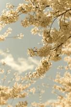 10.生活中最令人遗憾的事情是轻易放弃不应放弃的东西，顽固地坚持不应坚持的东西。