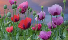 形容快开学了开心的句子