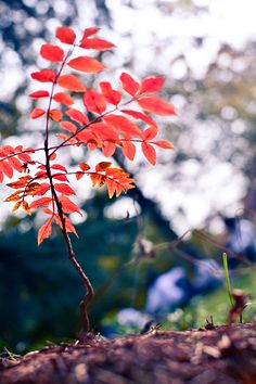 10.家庭情怀是三月的春天的小雨，滋润了您的心脏；