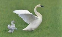 再好的亲情也不过如此句子