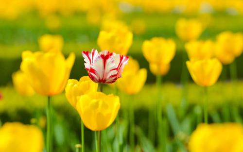 11.如果您想要坚定不移的友谊，则必须首先学会快乐。