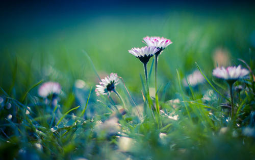 10.葡萄树，老树，微弱的乌鸦，小桥，自来水和民居枯萎，正是由于“民居”，使它们上的一系列风景带给了人们生命的气息。家是心灵的所在，无论心灵在哪里，它都是家。您拥有家的一切。家是生命之源，万物都有共同的基础，那就是家。