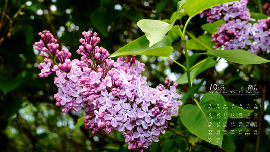 10.花朵灿烂地微笑着，鸟儿快乐地大喊。我的心情和吃蜂蜜一样甜。
