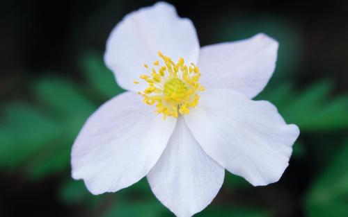 11耳朵很长，有时向侧面摆动，有时靠近中部。他们喜欢站起来，两个前爪在胸前，头高着头，眼睛朝上，嘴巴动着，好像他们在数星星一样，好像他们还在读书：一，二，三。 ..