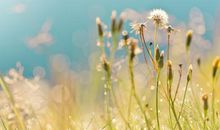 表示回报亲情的句子