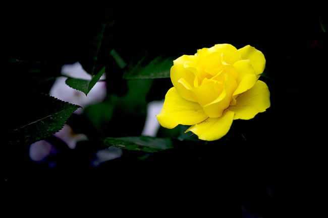 描述春天风景的句子