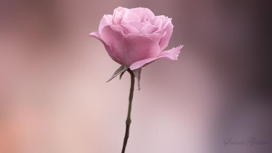 12.在一个坚强的家庭中，一钱不值钱，更不用说在最困难的时候，您只认钱而不认人。我想说的是，有一天我会看到你如何死于金钱|