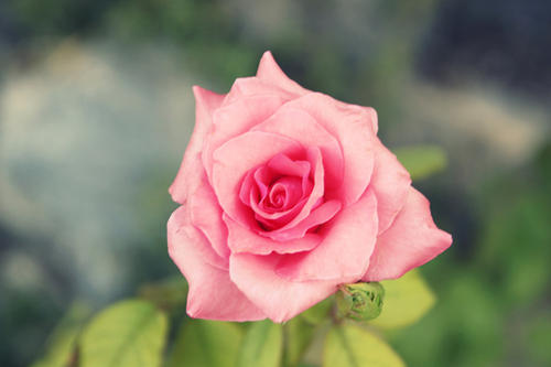 12.爱本来是大海中的沙子。只有您用心去呵护它,才能用眼泪和辛苦滋润它,让它变成水晶。