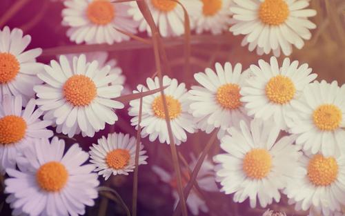 11.年轻的女孩把刚刚折断的花放到鼻子的末端，深吸了一口气。她的脸上出现了一种陶醉的表情，这更加令人震惊。