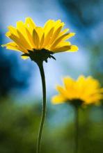 13.家庭感情就像水一样，使复合物在过滤后变得纯净；