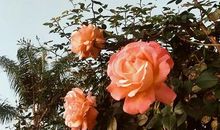 描述对亲情失望的句子