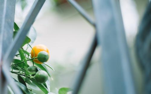 母亲不是一个要依靠的人，而是一个不需要依靠的人。