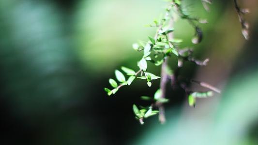 10.家庭感情就像蜂蜜,给你甜美的味道;家人的感情,就像沙漠中清澈的春天,可以在遇到麻烦时为您提供帮助;家庭之情,就像一艘船,载着您长途航行。