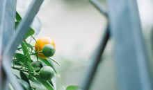 形容感恩亲情的句子英文