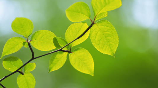 12.家庭感情是无形的，没人能说出他的模样；家庭亲情是免费的，没有人会让你为此付出代价；家庭的爱是无价的，世界上没有什么可以和她相提并论的。家人的爱是无私的，世界上没有什么可以比她更牺牲自己了。家人之间的感情是无止境的，您将一生都在感受到他的存在。