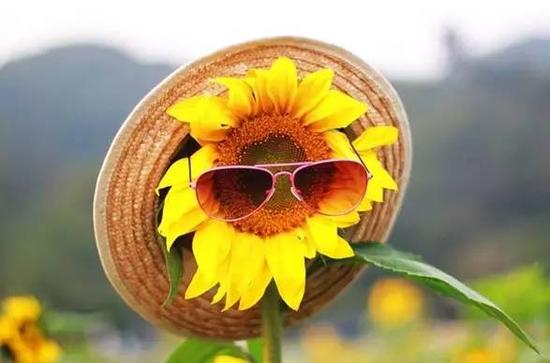 好心情谈论美丽的句子2