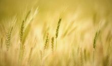 有关亲情的名句子