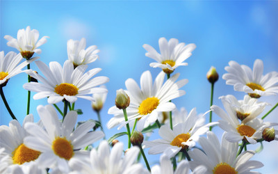 10.最难忘的是你的微笑。当它绽放在您的脸上时，我似乎感到春风拂面。温暖，融化了我的心。