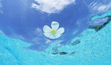 关于只愿未来开心快乐的句子