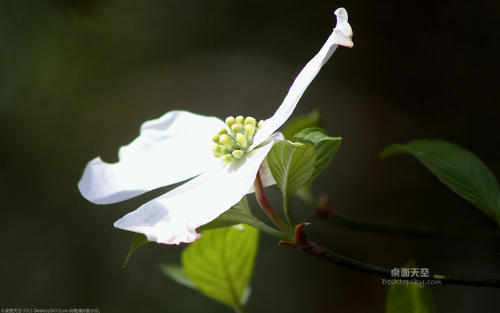 10.我有一个同学，他不仅读书，认真工作，成绩优秀，而且使人们感到高兴。