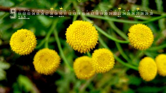 12.目前我不知道该如何形容我的快乐心情。就像一只鸟重新获得自由，被释放的囚犯和一只逃离猎人的动物。