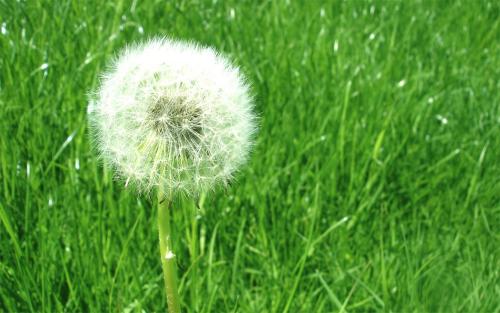 12.我周围的同学总是很幽默，所以他们被称为开心果