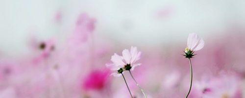 10.家庭感情是最大的。无论您是快乐，沮丧，悲惨还是流浪，它都会永远静静地走在您的路上，并静静地陪伴您一生。