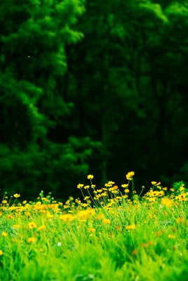 11.今天的生活很幸福，明天仍然是美好的一天。我希望钱会光明的：数钱，抽筋，省钱直到运行，花钱很开心，旧钱与新钱一起使用，小钱在不断变化。前进！进钱了！