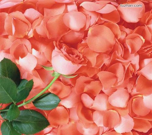 13.家庭生活中最伟大的事情是在有暗示的提示时采取暗示，而不是在无意暗示的情况下采取暗示。家庭生活中最重要的事情不仅是成员之间的理解，而且还需要一点一点的了解。