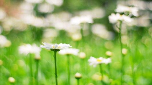 12.家庭是故事之父的花木兰；感情是这个故事吗？感动，是阿炳月亮在旋律中的体现。这个家庭，是花木兰之父。亲情是阿炳二鹰影月的旋律。