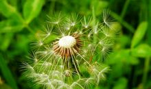 亲情兄弟姐妹的句子