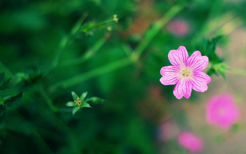 11.什么是家庭感情？是滋养我们成长的甜牛奶。明亮的眼睛指引着我们前进。柔和的话语在乎我们的灵魂。严厉的惩罚促使我们纠正错误。