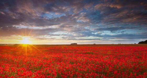 12.家庭的爱是a流，带给人甜美的营养。家庭之情是一缕柔和的阳光，默默地融化了冰冷的心。亲情是一个安静的港口，让航海的疲劳消失了。 。