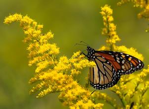 关于夏末的美丽句子