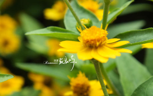 10.笑是一种无副作用的镇静剂。