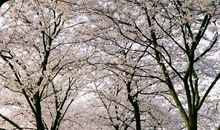 形容樱花的句子