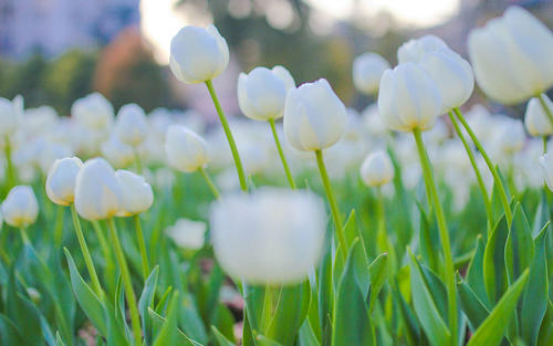 11.对于所有人和事物，要有明确的良心。如果不是您的，请不要强行使用。无论如何，你留下的就是风景，剩下的就是生活！