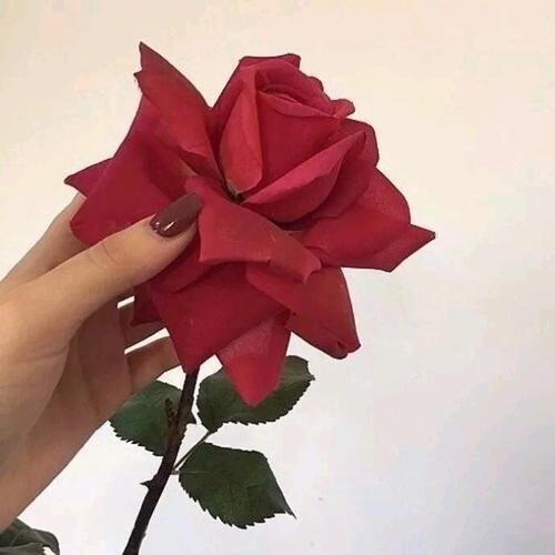 11.家庭的感情是火。人人都是柴火。让它永不熄灭,到处温暖。