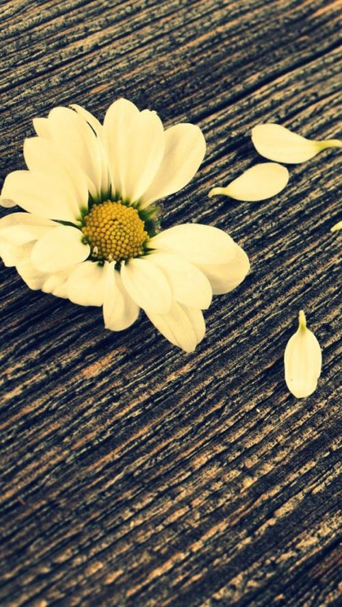 12家庭之爱,就像空气一样,无声无息,无处不在。