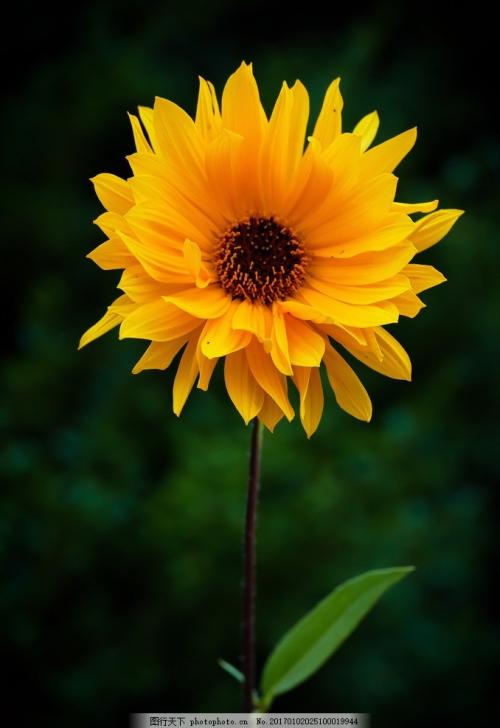 10.家庭感情是一棵树。每个人都是它的根。让它吸收营养并永远保持年轻;亲情是一条河,每个人都是它的支流。让它永不枯竭并向前迈进;