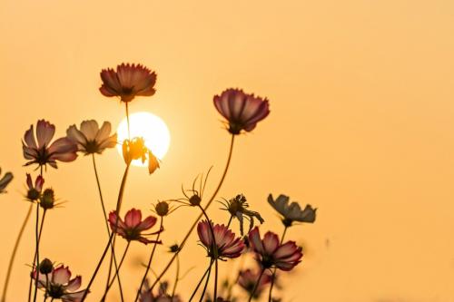 11家庭之爱就像一个独立的游戏,即使它们断开连接,它们仍然依赖您。